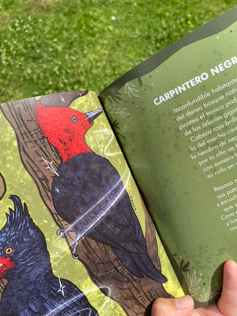 LIBRO CANTO DE LAS AVES DEL SUR (incluye stickers)