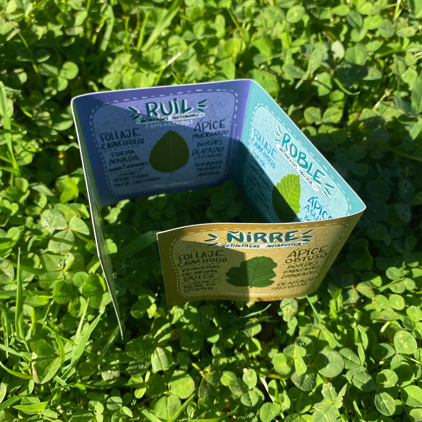 Fanzine Nothofagus